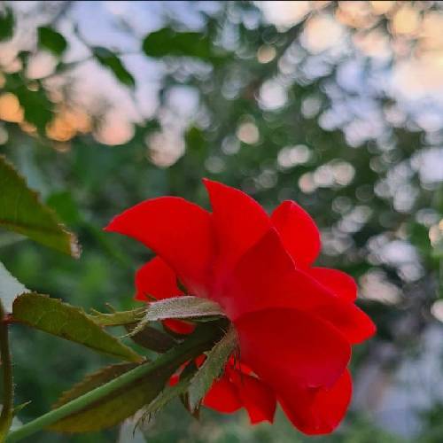 میلاد علوی بابای مهربونم بابا تموم جونم